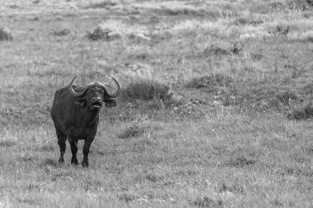 Un buffle d'eau qui marche sur un champ herbeux