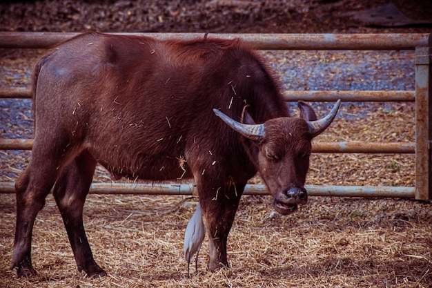 Le buffle d'eau sauvage asiatique ou bubalus arnee