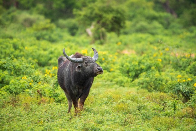 Photo buffle d'eau sauvage sentant l'air pendant la saison des pluies dans le champ d'herbe luxuriante du parc national de yala