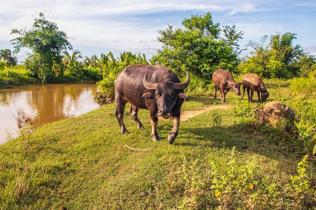 Photo buffle d'eau thaïlandais en thaïlande asie du sud-est