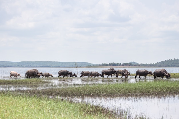 buffle d&#39;eau en Thaïlande