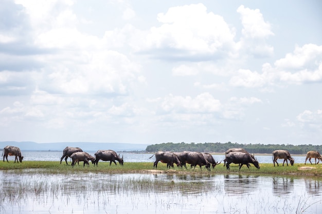 buffle d&#39;eau en Thaïlande