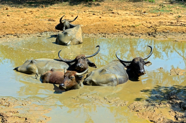 Buffle à l'état sauvage sur l'île du Sri Lanka