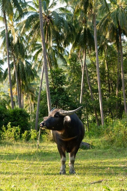 Un buffle à grandes cornes broute sur la pelouse dans une jungle tropicale verte.