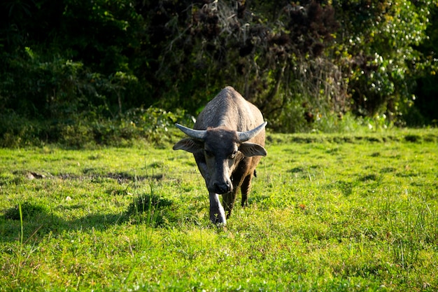 Le buffle Krabue, le buffle siamois, le bouffle d'eau thaïlandais ou le buff le des marais thaïlandaise.