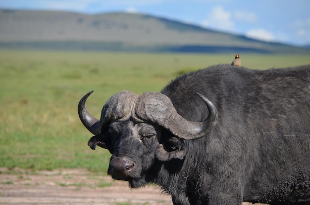 Buffle noir avec pic à bec jaune sur le dos dans la savane Agr