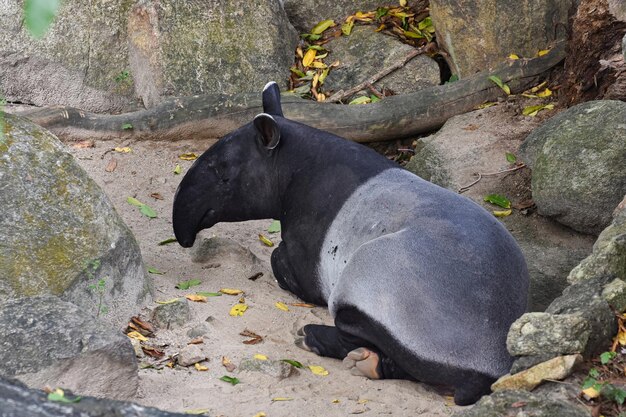 buffle nourrissant d&#39;herbe