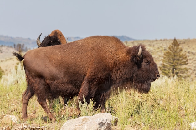 Buffle sauvage dans le parc national de Yellowstone, États-Unis