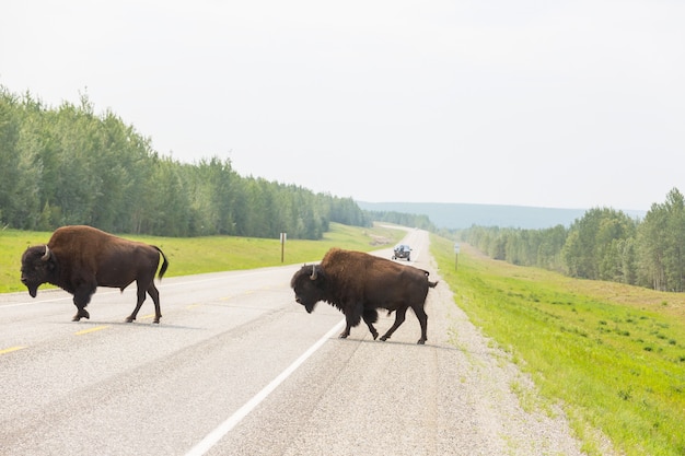 Buffle sauvage dans le parc national de Yellowstone, États-Unis