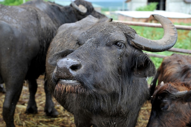 Buffle taureau avec de grandes cornes incurvées dans une ferme de bisons.