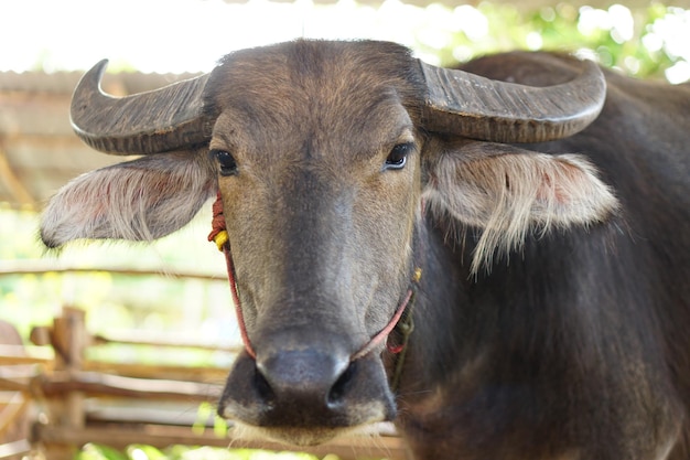 Buffle thaïlandais dans une stalle en bois