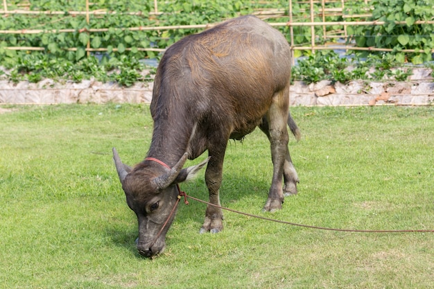 buffle thaïlandais noir dans le champ d&#39;herbe