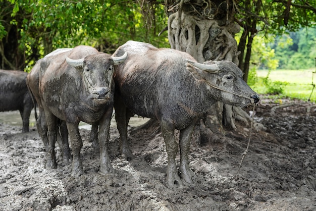 Buffle de Thaïlande dans la nature