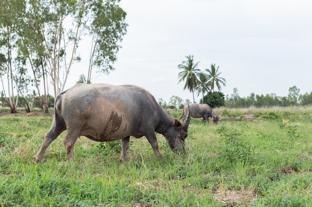 Buffles asiatiques mangent de l&#39;herbe sur le terrain