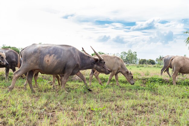 Buffles asiatiques mangent de l&#39;herbe sur le terrain