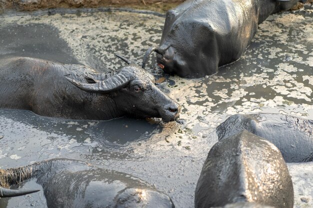 Les buffles d'Asie Thaïlande se détendent et nagent dans le marais avec tout leur corps boueux en milieu de journée