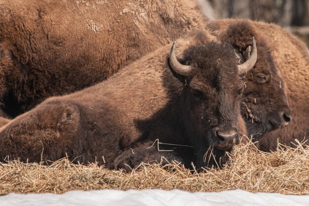 Photo des buffles dans un champ