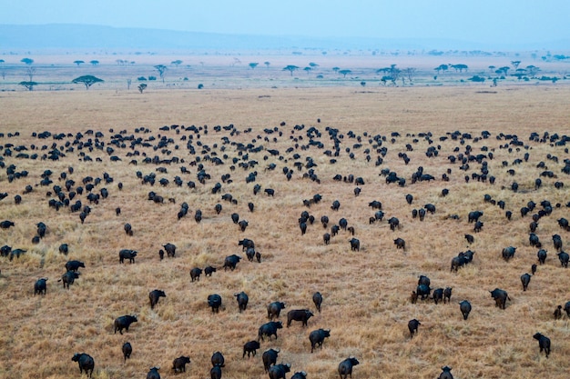 Buffles dans le parc national du Serengeti - Tanzanie