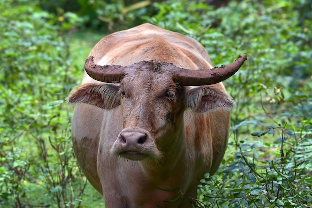 Buffles d'eau venant de la rivière