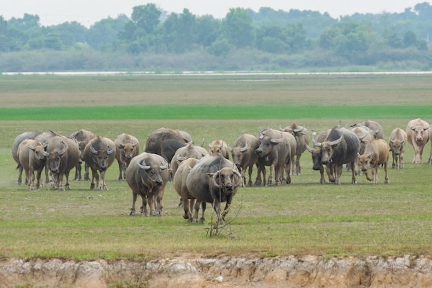 Buffles mangeant de l'herbe sur le terrain en herbe riversidexA