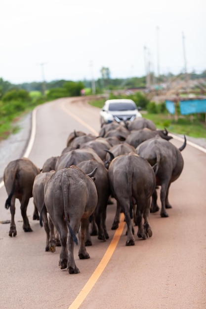 Buffles Marchant Sur Une Route De Campagne En Thaïlande