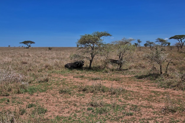 Des buffles en safari au Kenya et en Tanzanie en Afrique