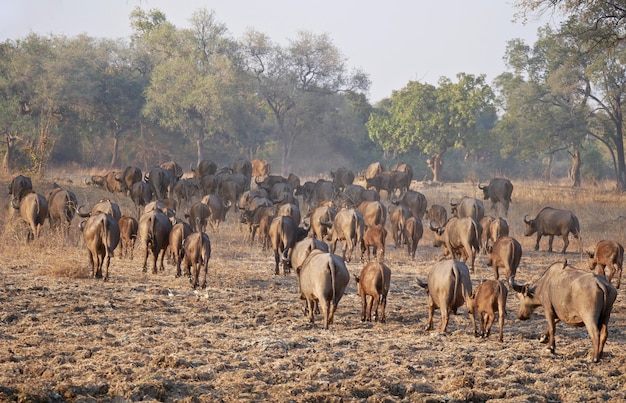 Buffles à South Luangwa - Zambie