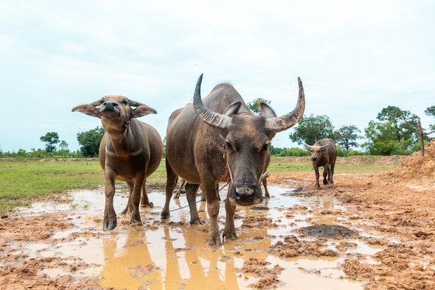 Buffles de Thaïlande dans la rizière