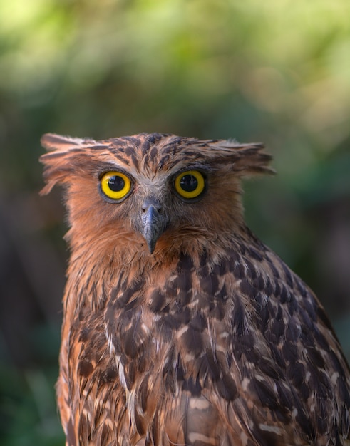 Buffy Fish Owl