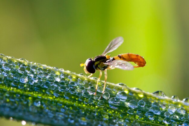 Bug sur feuille avec gouttelette