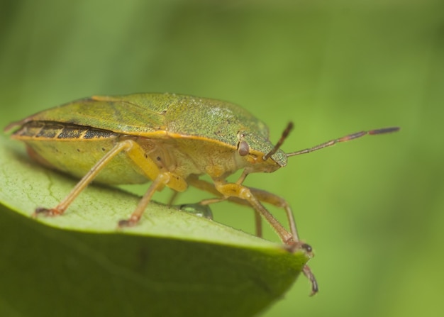 Bug sur feuille verte