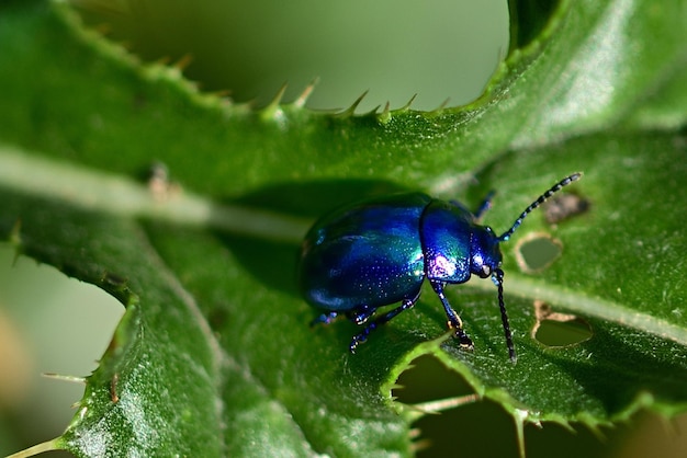 Bug sur une feuille