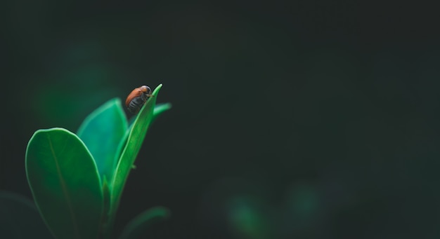 Bug sur les feuilles avec le concept naturel de l'espace de copie