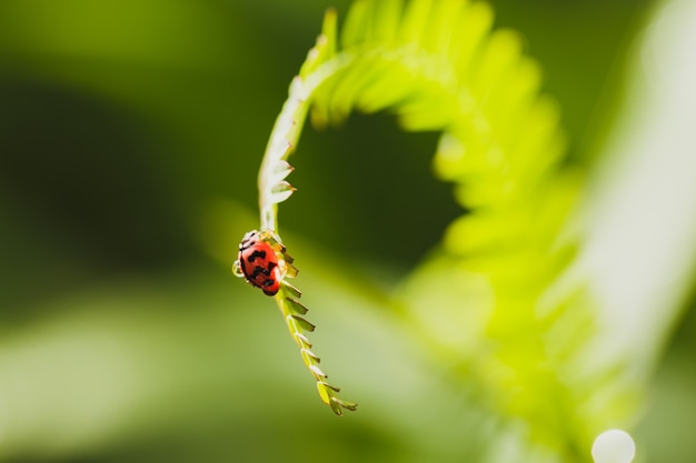 Bug sur les feuilles avec le concept naturel de l'espace de copie