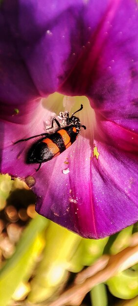 Photo bug sur une fleur