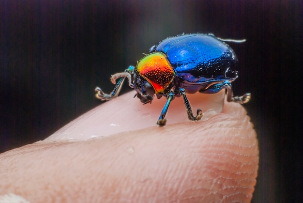 Bug macro coloré sur le doigt.