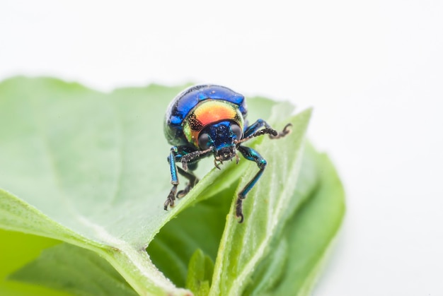 Bug macro coloré sur feuille verte