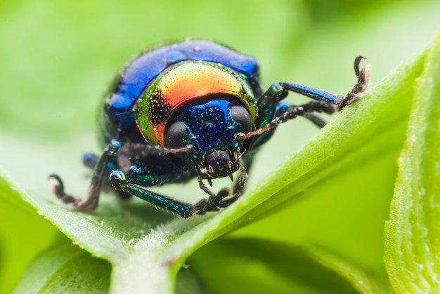 Bug macro coloré sur feuille verte