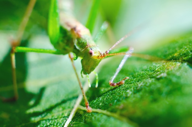 Bug sur une macro de feuille verte