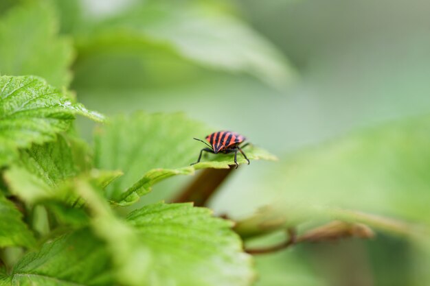 Bug avec des rayures rouges et noires assis sur un drap vert