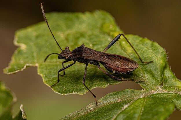 Bug à tête large adulte