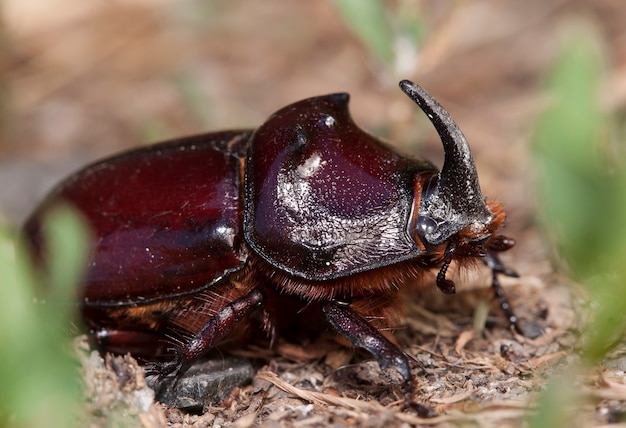 bug vivant un rhinocéros