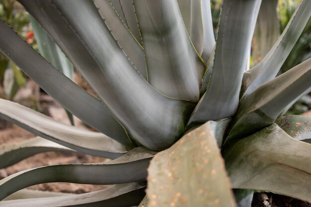 Buisson d'agave