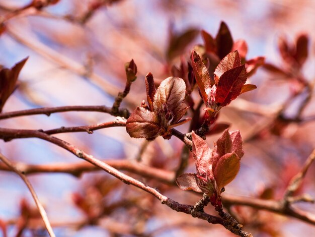 Buisson ardent au printemps.