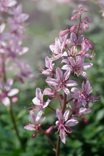 buisson ardent en fleurs avec des fleurs violettes sur fond de verdure