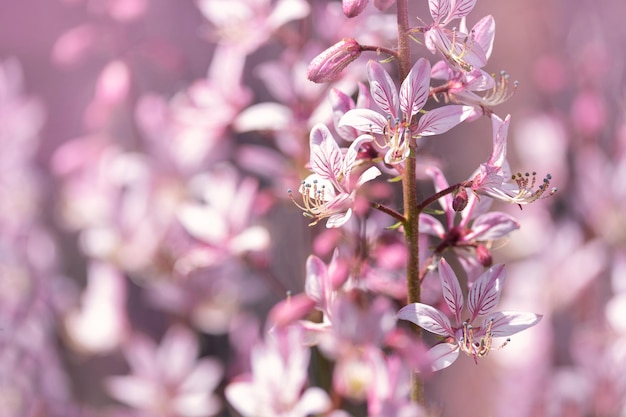 buisson ardent en fleurs avec des fleurs violettes sur fond de verdure