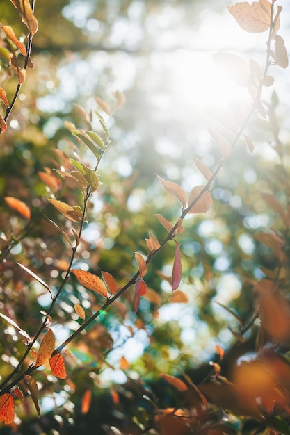 Buisson d'automne avec des feuilles d'oranger