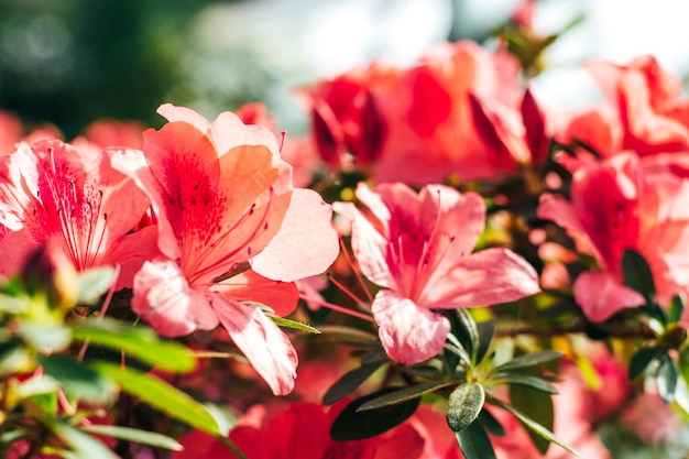 Un buisson d'azaleas roses en fleurs