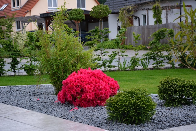 Un buisson d'azalées rouges fleurit sur les pierres devant les maisons comme exemple d'aménagement paysager
