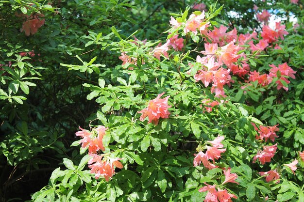 Un buisson de beaux rodendrons roses lavés dans la rosée du matin